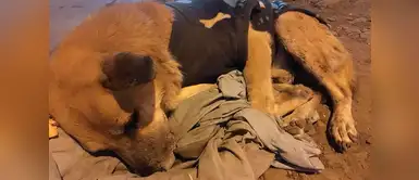 Perrito espera hace 6 meses a su familia en aeropuerto Perrito espera hace 6 meses a su familia en aeropuerto