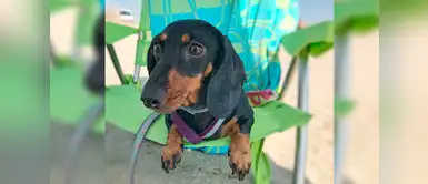 Un cachorro necesita cuidados especiales en verano ¡Conoce cuáles son! Un cachorro necesita cuidados especiales en verano ¡Conoce cuáles son!