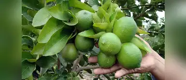 Aprende a germinar semillas de limón para tener un lindo árbol en el jardín Aprende a germinar semillas de limón para tener un lindo árbol en el jardín