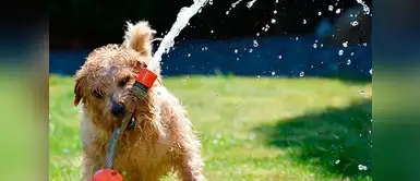 Tips para evitar el golpe de calor en tu mascota Tips para evitar el golpe de calor en tu mascota