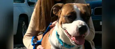 Le dijo a su perro que fuera a buscar la pelota, pero se alejó y lo abandonó Le dijo a su perro que fuera a buscar la pelota, pero se alejó y lo abandonó