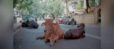 La India otorga a los animales los mismos derechos que a los humanos La India otorga a los animales los mismos derechos que a los humanos