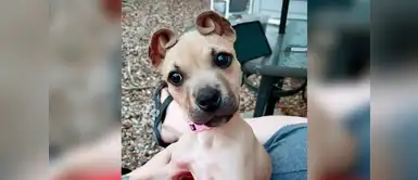 Perrita rescatada con orejas de 'rollos de canela' enamora al mundo Perrita rescatada con orejas de 'rollos de canela' enamora al mundo