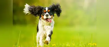 Razones absurdas para no esterilizar a las mascotas Razones absurdas para no esterilizar a las mascotas