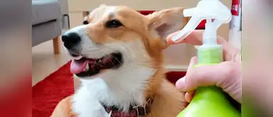 ¿Qué tan efectivo es el baño seco para las mascotas? ¿Qué tan efectivo es el baño seco para las mascotas?