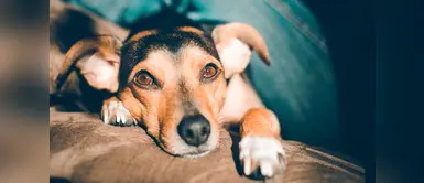 Tu perro te conoce mejor que nadie y este estudio lo confirma Tu perro te conoce mejor que nadie y este estudio lo confirma