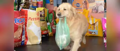 “Buddy” el perrito que compraba su comida, falleció “Buddy” el perrito que compraba su comida, falleció