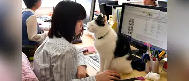 Empresa japonesa le paga a sus empleados por adoptar y rescatar gatos Empresa japonesa le paga a sus empleados por adoptar y rescatar gatos