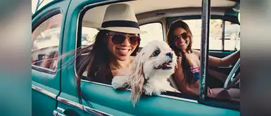 ¡Viaja con tu mascota! Estos son los países con hospedajes pet-friendly ¡Viaja con tu mascota! Estos son los países con hospedajes pet-friendly