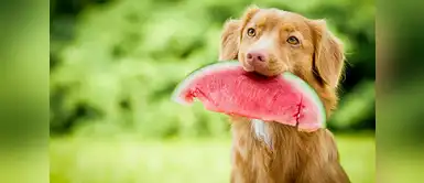 ¿Las frutas heladas son buenas para las mascotas en verano? ¿Las frutas heladas son buenas para las mascotas en verano?