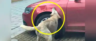 ¡Aprendió la lección! Este hombre nunca más volverá a lastimar a un perro ¡Aprendió la lección! Este hombre nunca más volverá a lastimar a un perro