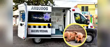 Conoce todo acerca de la primera ambulancia para perros y gatos callejeros Conoce todo acerca de la primera ambulancia para perros y gatos callejeros