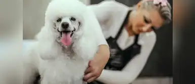 ¿Es recomendable cortarle el pelo a mi perro en verano? ¿Es recomendable cortarle el pelo a mi perro en verano?