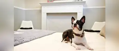 Suites de lujo y viajes en Ferrari, así es la vida de las mascotas en China Suites de lujo y viajes en Ferrari, así es la vida de las mascotas en China