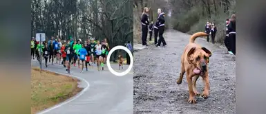 Perrita se ‘coló’ en maratón y fue la sensación Perrita se ‘coló’ en maratón y fue la sensación