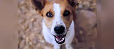 “Los cachorros también son personas” afirma experto que estudió a los perros “Los cachorros también son personas” afirma experto que estudió a los perros