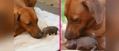 Perrita adopta a indefensa cerdita sin hogar y ¡hasta le dio de amamantar! Perrita adopta a indefensa cerdita sin hogar y ¡hasta le dio de amamantar!