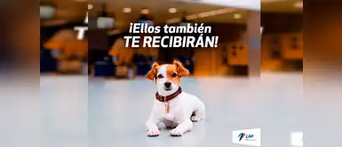 ¿Sabías que las mascotas pueden entrar al Aeropuerto Jorge Chávez? ¿Sabías que las mascotas pueden entrar al Aeropuerto Jorge Chávez?
