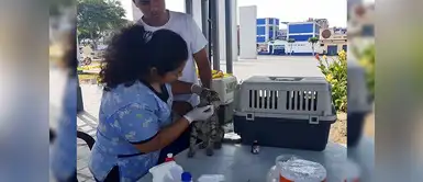 Municipalidad de La Victoria cuida a los gatos de la Plaza Manco Cápac Municipalidad de La Victoria cuida a los gatos de la Plaza Manco Cápac