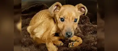 Mira cómo se emociona esta perrita abandonada al ver a rescatistas Mira cómo se emociona esta perrita abandonada al ver a rescatistas