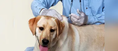 ¿Por qué es importante la esterilización de los perros y gatos? ¿Por qué es importante la esterilización de los perros y gatos?