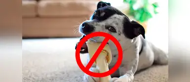 ¿Les das carnazas a tus perros? ¡Cuidado! Podría estar en peligro ¿Les das carnazas a tus perros? ¡Cuidado! Podría estar en peligro