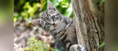 ¿Sabías que los gatos sí aman mucho a las personas? ¡Y más que a la comida! ¿Sabías que los gatos sí aman mucho a las personas? ¡Y más que a la comida!