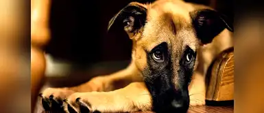 Tres señales para identificar que tu perro se siente ignorado Tres señales para identificar que tu perro se siente ignorado