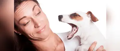 ¿Cómo podemos luchar contra el mal aliento de los perros? ¿Cómo podemos luchar contra el mal aliento de los perros?