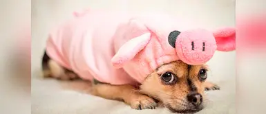 ¿Qué tan malo podría ser humanizar a un perro? ¿Qué tan malo podría ser humanizar a un perro?