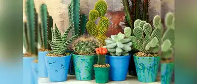 Los cactus están de moda: hay de distintos colores y tamaños para tu hogar Los cactus están de moda: hay de distintos colores y tamaños para tu hogar