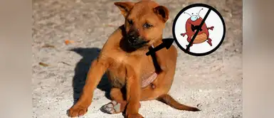 Tres tips para decirle ‘adiós para siempre’ a las pulgas de tu mascota Tres tips para decirle ‘adiós para siempre’ a las pulgas de tu mascota