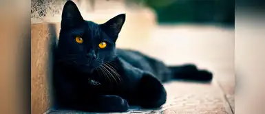 El único gato ‘policía’ de Austria renunció y se escapó El único gato ‘policía’ de Austria renunció y se escapó