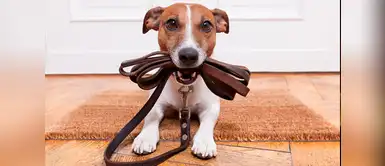 ¿Sales a pasear con tu perro? Es vital llevarlo con correa. ¡Conoce por qué! ¿Sales a pasear con tu perro? Es vital llevarlo con correa. ¡Conoce por qué!