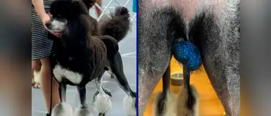 ¡Terrible! Poner escarcha sobre los perros es la “última moda” ¡Terrible! Poner escarcha sobre los perros es la “última moda”