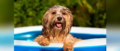 ¿Cómo puedo identificar si mi mascota está sintiendo demasiado calor? ¿Cómo puedo identificar si mi mascota está sintiendo demasiado calor?