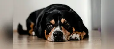 ¿Qué debo hacer si mi perro ha sido envenenado? ¿Qué debo hacer si mi perro ha sido envenenado?