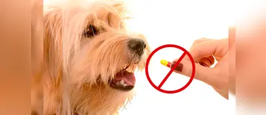 ¡Veneno puro! Medicamentos que están totalmente prohibidos para los perros ¡Veneno puro! Medicamentos que están totalmente prohibidos para los perros