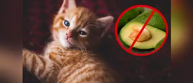 ¡No se los des nunca! Alimentos prohibidos y tóxicos para los gatos ¡No se los des nunca! Alimentos prohibidos y tóxicos para los gatos