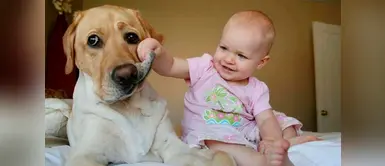 Los perros también sienten celos. ¿Qué hacer ante la llegada de un bebé? Los perros también sienten celos. ¿Qué hacer ante la llegada de un bebé?