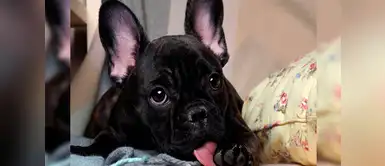 ¿Tu perro se lame las patitas? ¡Cuidado! Podría tener una alergia ¿Tu perro se lame las patitas? ¡Cuidado! Podría tener una alergia