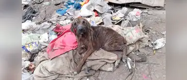 La increíble transformación de esta perrita que vivía en medio de la basura La increíble transformación de esta perrita que vivía en medio de la basura