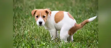 Los mejores tips para que tu perro pueda hacer sus necesidades en su lugar Los mejores tips para que tu perro pueda hacer sus necesidades en su lugar