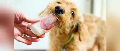 ¿Tu perro puede comer yogurt? ¿Les aporta beneficios? ¿Tu perro puede comer yogurt? ¿Les aporta beneficios?