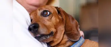 Aprueban permiso laboral para cuidar a mascotas enfermas Aprueban permiso laboral para cuidar a mascotas enfermas