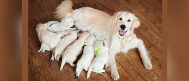 ¿Cuánto dura la gestación de un perro? ¿Cuánto dura la gestación de un perro?