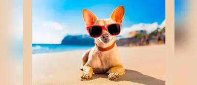 ¿Qué colores ven los perros? ¿Qué colores ven los perros?