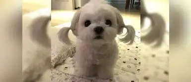 Cortes y peinados especiales para perros en verano Cortes y peinados especiales para perros en verano