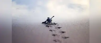 ¡Después de más de 100 años! Encuentran tortugas bebés en Islas Galápagos ¡Después de más de 100 años! Encuentran tortugas bebés en Islas Galápagos