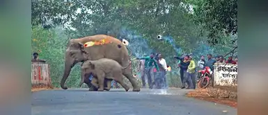 Lanzan bombas de fuego a mamá y cría elefante, que huyen por deforestación Lanzan bombas de fuego a mamá y cría elefante, que huyen por deforestación